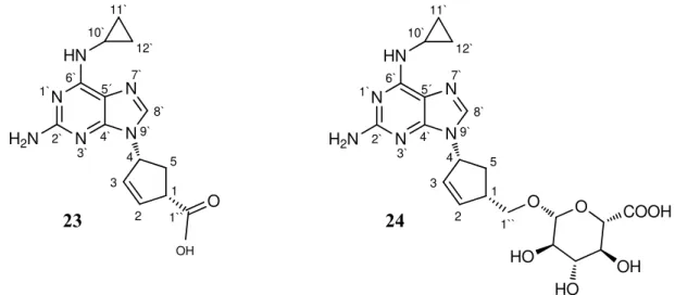 Figura 9 - Metabolitos maioritários do abacavir: 1``-carboxilato (23) e 1``-glucuronido (24)