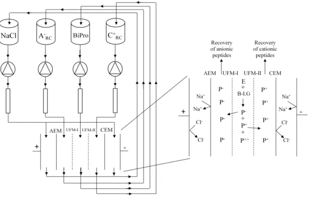 Figure 2.1: EDUF cell configuration for the hydrolysis of BiPro protein and recovery of anionic                  and cationic peptides