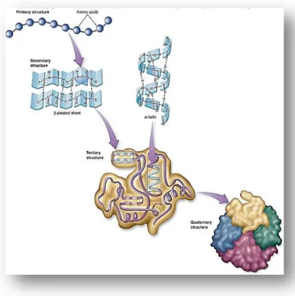 Figure 1: Schematic organization levels of proteins [1] 