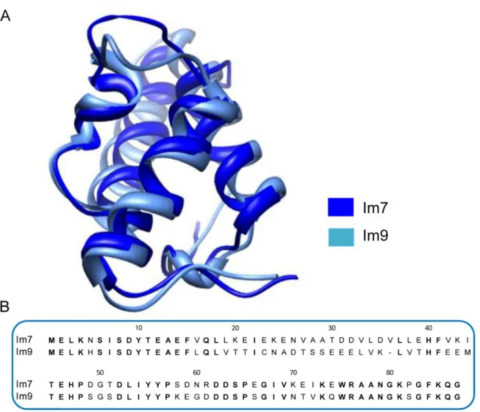 Figure 3  –  Comparison of Im7 and Im9 protein structures and sequences. A) Ribbon diagram of the  homologous E type immunity proteins Im7 (pdb code, 1AYI) and Im9 (pdb code, 1IMQ)