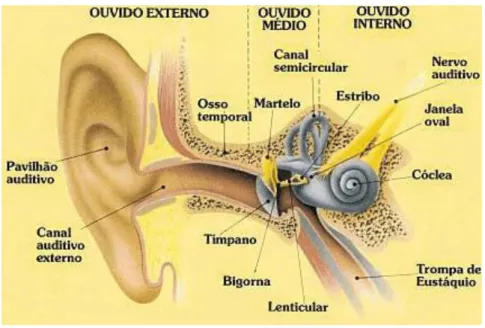 Figura 2.4 - Sistema auditivo periférico (Adaptado de (Sasson, 2002)) 