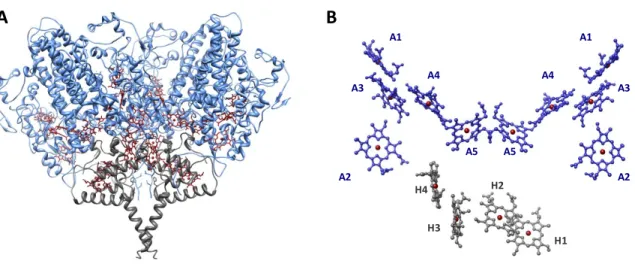 Figure  1.3  -  Desulfovibrio  vulgaris  Hildenborough  ccNiR  A)  view  of  the  NrfA 4 NrfH 2   complex:  the  catalytic  subunit  (NrfA)  is  depicted  in  blue  and  the  electron  donor  subunit  (NrfH)  in  gray,  heme  groups  are  shown  in  dark  