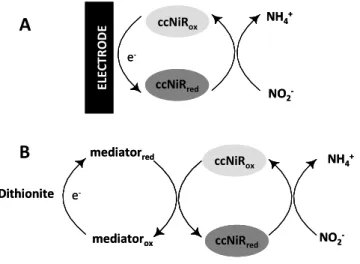 Figure 2.1 - Reaction schemes for electrochemical A) and solution B) assays of ccNiR activity