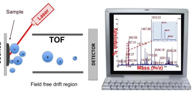 Figure I.1 The principle components of a MALDI time-of-flight mass spectrometry consisting of  the ionization source followed by the mass analyser and detector