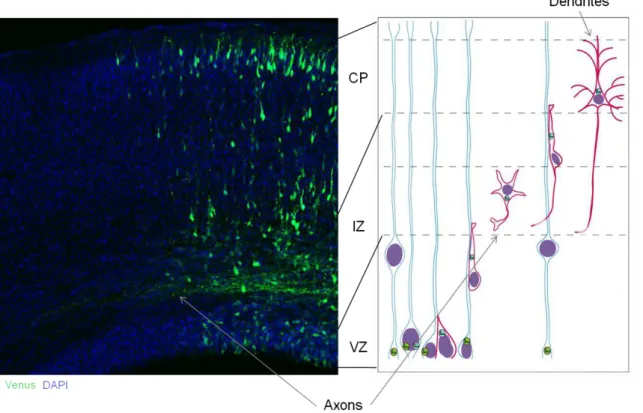 Figure 1.1.2.3. The model of radial glial migration in the mammalian cortex.  