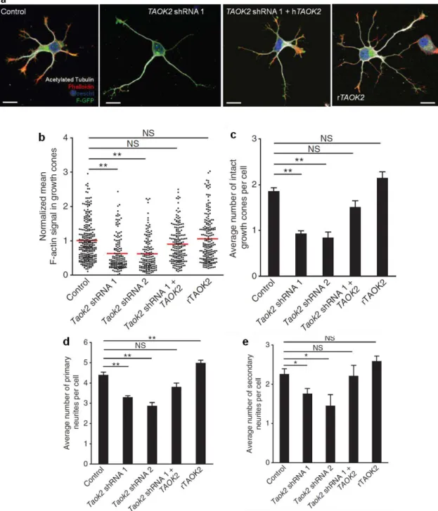 Figure 1.1.4.5. TAOK2 down-regulation or overexpression affects the differentiation of  isolated cortical neurons