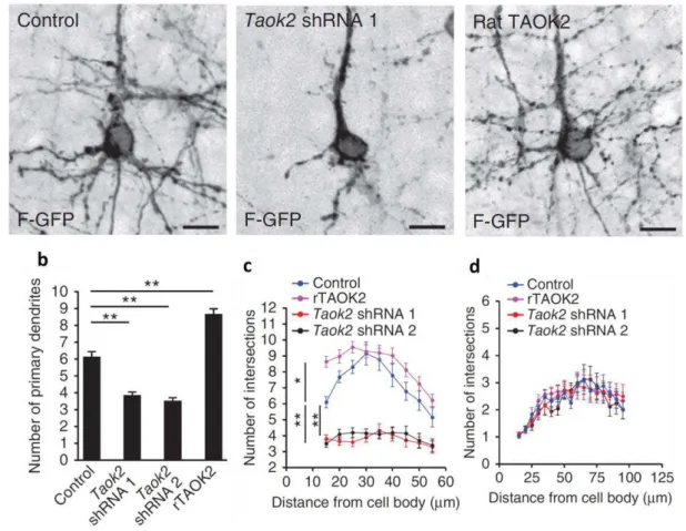 Figure 1.1.4.7. TAOK2 down-regulation or overexpression affects basal dendrite  arborization in layer V neurons in the developing cortex