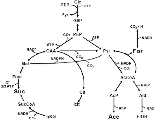 Figure 1.3  –  Simplified metabolic map of glucose metabolism in  A.  succinogenes.  (Adapted from  McKinlay,  2010)