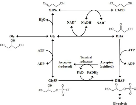 Figure  1.6  –   Metabolic  pathways  of  glycerol-fermenting  bacteria.  Metabolites:  1,3-PD,  1,3- 1,3-propanediol;  3HPA,  3-hydroxypropionaldehyde;  DHA,  dihydroxyacetone;  DHAP,  dihydroxyacetone  phosphate; Gly, glycerol; Gly3P, glycerol 3-phosphat