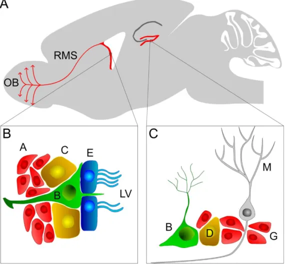 Figure 1.11 Localization and composition of neural stem cell (NSC) niches in the adult rodent brain