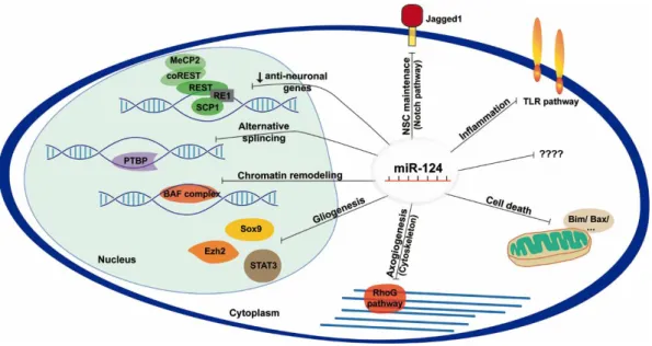 Figure 1.33 Schematic representation of miR-124 molecular targets and pathways experimentally identified