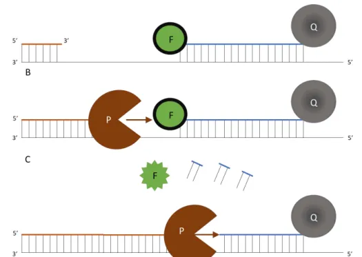 Figure 2.2 Mechanism of action of hydrolysis  probe.  [A]  In the annealing step, the DNA probe (blue) and  the DNA primers (orange) bind to the DNA template