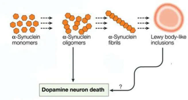 Figure 1.2 - Proposed mechanism for alpha-synuclein's self-aggregatory pattern (adapted)[29] 