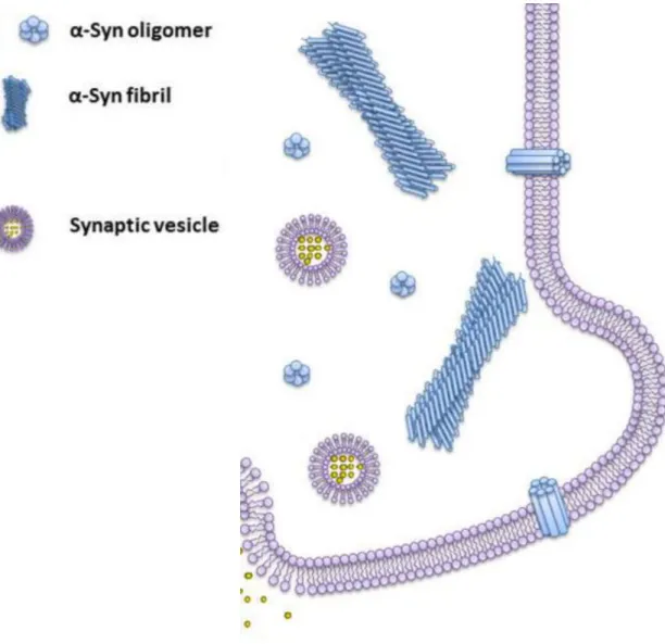 Figure 1.3 - Oligomeric and fibrillar alpha synuclein in a human cell (adapted) [21]