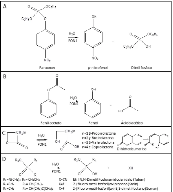 Figura  1.4:  Mecanismos  gerais  da  actividade  de  hidrólise  da  PON1  para  diferentes  substratos:  (A)  Fosfotriesteres  (actividade de POase), (B) Esteres (actividade de AREase), (C) Actividade de Lactonase, e (D) Hidrólise de agentes nervosos