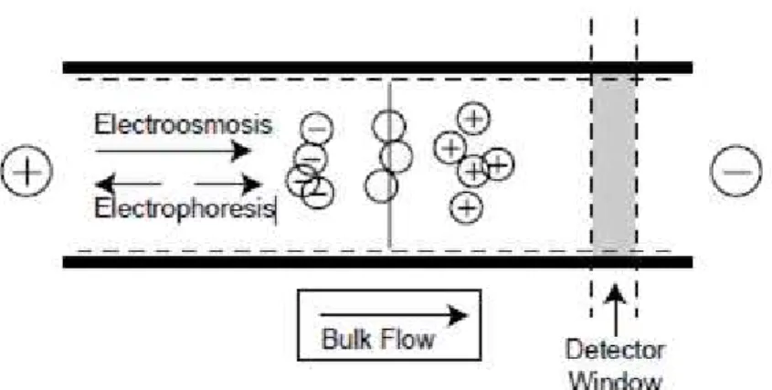 Figure  2  -  Depiction  of  electrophoresis  and  electroosmosis  in  a  separation  of  anionic,  neutral,  and  cationic  analytes