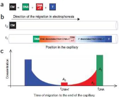 Figure  5  -  Schematic  representation  of  NECEEM-based  determination  of  DNA  affinity  to  the  target  (T)