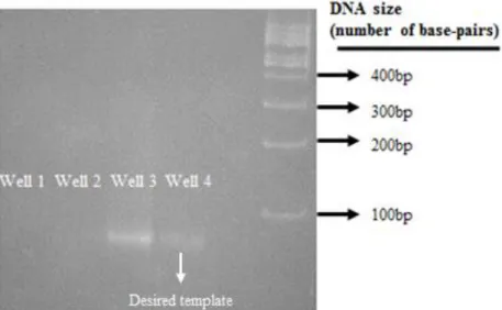 Figure 16  –  Standard PAGE assay for evaluating the success of the collection process