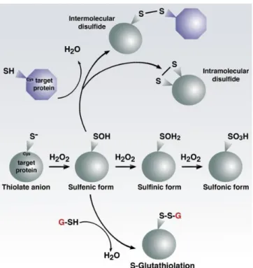 Figure 1.2| Cysteine biochemistry allows for redox-dependent signaling. Specific reactive cysteine (Cys)  residues within target proteins can be modified by oxidative stress