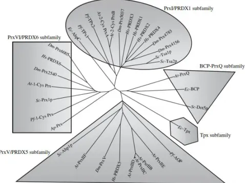 Figure 1.5| Phylogenetic tree of the peroxiredoxin family. Protein alignment was performed with clustalX  1.81 program