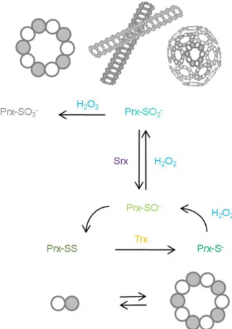 Figure  1.7|  Typical  2-Cys  peroxiredoxin  quaternary  structures.  During  the  reduction  process,  the  Prx  molecules alternate between dimeric and decameric states