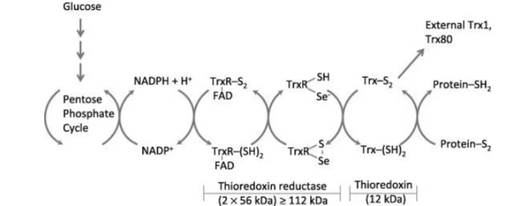 Figure 1.8| Redox reactions catalyzed by a mammalian Trx system comprising thioredoxin reductase  (TrxR), thioredoxin (Trx) and NADPH