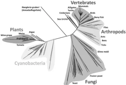 Figure  1.11|  Relatedness  tree  for  Sulfiredoxin  sequences.  An  unrooted  phylogenetic  tree  of  335  Srx  sequences is shown