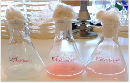 Figure 1.8 Oleaginous yeast species used in the study. From the left to  the right: L