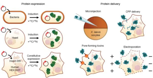 Figure 1.1  –  Overview of possible methodologies for in-cell NMR experiments. The expression and isotopic labelling  of  endogenous  proteins  can  be  accomplished  in  distinct  biological  systems,  such  as  bacteria,  yeast,  insect  and  mammalian c