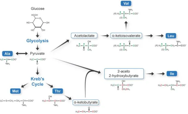 Figure 1.3  –  The specific labelling of methyl-group containing amino acids exploits the metabolic pathways involved  in their biosynthesis