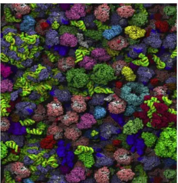 Figure 1.4  –  Schematic representation of the crowded Escherichia coli cytoplasm. This figure was prepared following  computer dynamics simulation of the crowded E