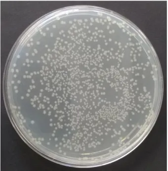 Figure 2.1  –  Bacterial transformation with the GB1-encoding plasmid. Representative LB agar plate showing E