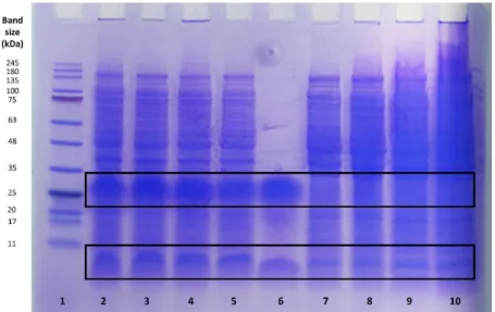 Figure 3.2  –  Tricine-SDS-PAGE of samples from in-cell NMR experiments. Representative gel showing the presence  (lanes 2, 3, 4 and 5) or absence (lanes 7, 8, 9 and 10) of the GB1 protein