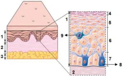 Figure 1.1 Basic skin anatomy. 1, Epidermis. 2, Dermis. 3, Hypodermis. 4, Stratum corneum
