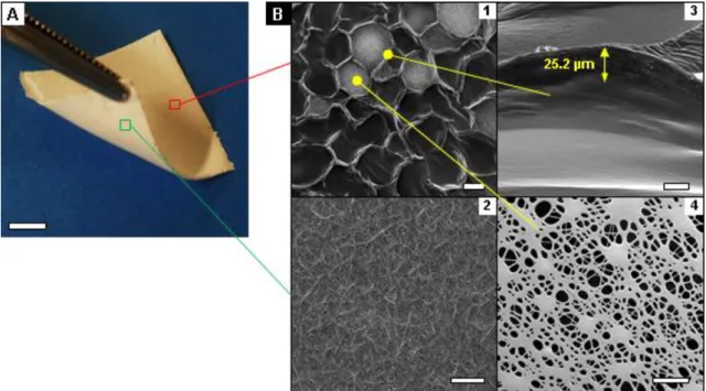 Figure 2.2 Micropatterned electrospun membrane. A, Macroscopic image (scale bar = 1 cm)