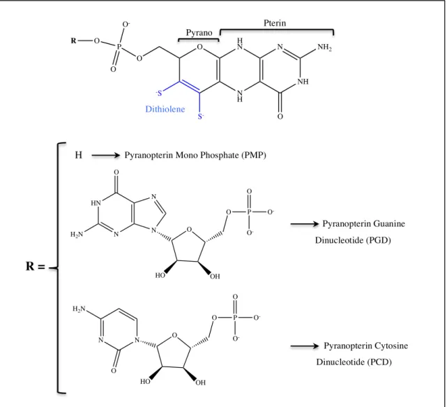 Figure  I.6  –  Pyranopterin  cofactor  present  in  mononuclear  Mo/W-containing  enzymes  [39,40]