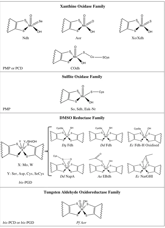 Figure  I.7  –  Active  site  structures  amongst  the  different  families  of  Mo  and  W  pyranopterin-dependent enzymes [39,40]; (Xanthine Oxidase Family) Ndh: nicotinate dehydrogenase; 