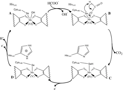 Figure I.16 – Reaction mechanism of formate oxidation by Fdh, proposed by Boyington et al