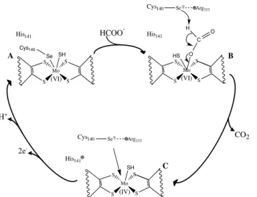 Figure I.17 - Reaction mechanism for formate oxidation by Fdh, proposed by Raaijmakers et  al