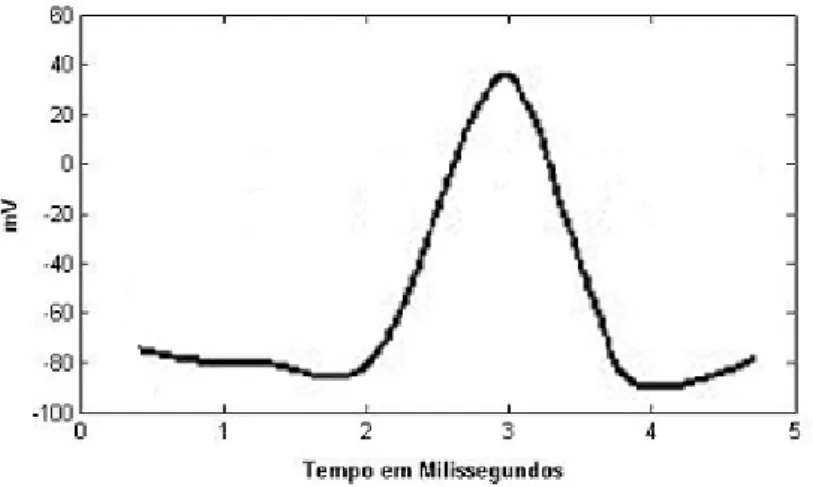 Figura 2.2: Potencial de acção de um neurónio