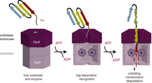 Figure 2 – ClpXP protease model of substrate recognition, unfolding, and degradation function