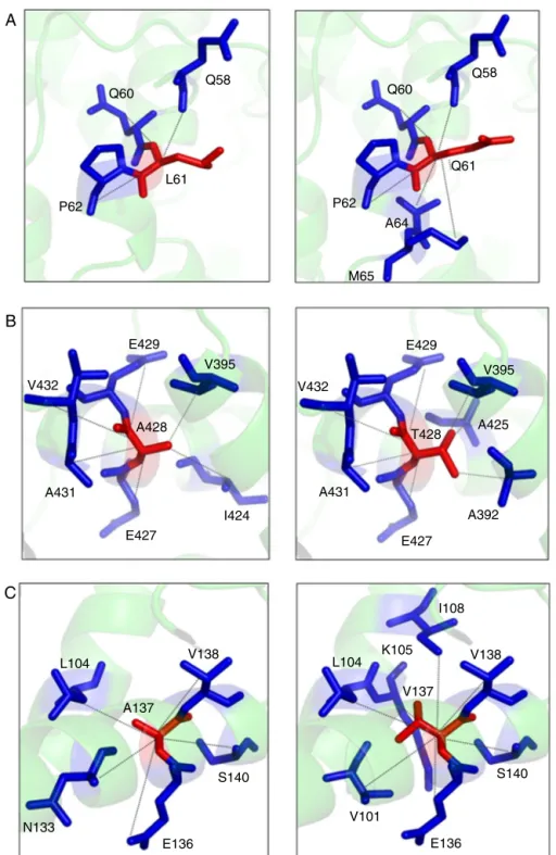 Figure 2 – (A) Structural model of the native and mutant (p.Leu61Arg) PK-R protein showing internal contacts