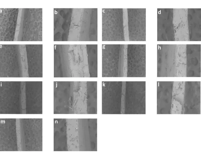Figure 4. Scanning electron micrographs. Samples containing different concentrations of coffee ground
