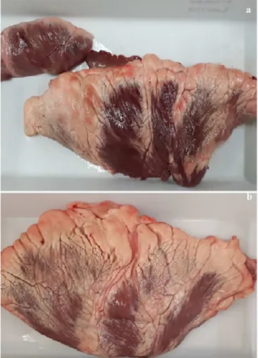Figure 3. a) sectioned and extended piece of bovine  myocardium (larger) to execute the model