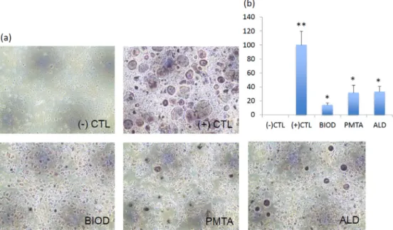 Figure 3- Tartrate-resistant acid phosphate (TRAP) staining of osteoclasts (OCLs) treated with or without CSCs or ALD
