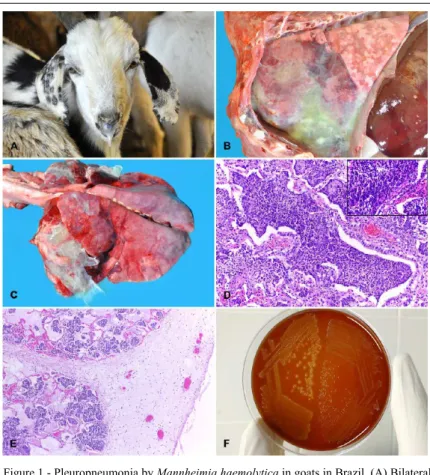 Figure 1 - Pleuropneumonia by Mannheimia haemolytica in goats in Brazil. (A) Bilateral  mucopurulent nasal discharge