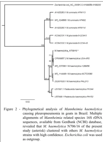 Figure 2 - Phylogenetical analysis of Mannheimia haemolytica  causing pleuropneumonia  in goats in Brazil