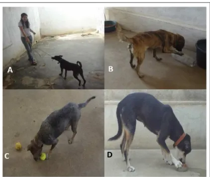 Figure 1 - Types of games conducted with dogs in order to reduce stress. Tug of war  (A) Game with a plastic bottle with holes and filled with snacks (B) game  with a tennis ball (C ) Game with frozen food (D).