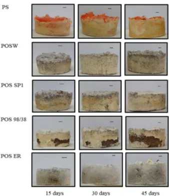 Figure 2: Composites produced in coconut powder  supplemented with bran and colonized by P
