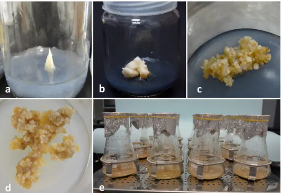 Figure 1: Stages of date palm cv. Shaishi cell suspension culture. a Shoot tip explants on culture initiation medium; 